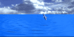 dolphin.gif (38769 bytes)